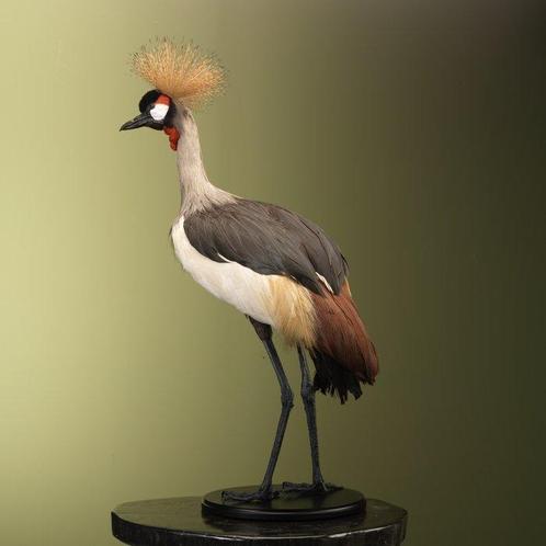 Kraanvogel Taxidermie volledige montage - Balearica, Verzamelen, Dierenverzamelingen