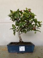 Malus bonsai (Malus sargentii) - Hoogte (boom): 35 cm -