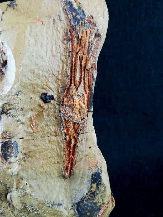 Mysterieus primitief kroondiertje!!! – uiterst zeldzaam -, Verzamelen, Mineralen en Fossielen