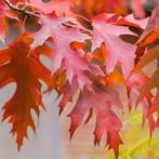 Zomereik - Quercus Rubra (kale Wortel) - 50-80 Cm, Tuin en Terras, Planten | Bomen, Ophalen of Verzenden, Lente, Volle zon, 100 tot 250 cm