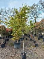 Acer Palmatum viridis esdoorn boom, Ophalen