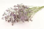 Limonium Diamond Lamsoor Statice Blauw 60 cm, Ophalen of Verzenden, Nieuw