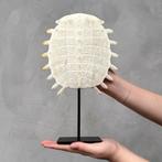 Geen minimumprijs - Prachtige Chinese softshellschildpad op