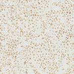 Profhome 397473-GU Bloemen behang floral mat crème beige, Huis en Inrichting, Stoffering | Behang, Verzenden