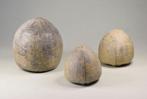 Zee-egel - Gefossiliseerd dier - Group of 3 Echinocorys
