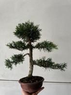 Jeneverbes bonsai (Juniperus) - Hoogte (boom): 40 cm -