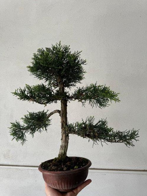 Jeneverbes bonsai (Juniperus) - Hoogte (boom): 40 cm -, Antiek en Kunst, Curiosa en Brocante