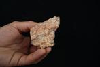 Premaxillare van Spinosaurus aegyptiacus - Fossiel, Verzamelen
