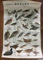 Set of 2 / 1920s / Game bird / Japanese Vintage School Bird