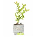Blauwe Bes Goldtraube, Tuin en Terras, Verzenden, Volle zon