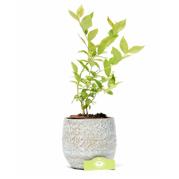 Blauwe Bes Goldtraube, Tuin en Terras, Planten | Fruitbomen, Volle zon, Verzenden