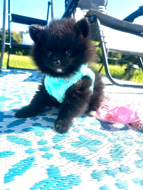 Schattige, gezonde pomeranian pomeriaan pups teef en reu, Dieren en Toebehoren, Honden | Poolhonden, Keeshonden en Oertypen, Meerdere