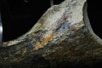 Theropoda - Barnsteen - BIG Suchomimus Claw - 17 cm