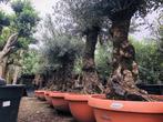 Olijfbomen in vele maten! Hemelvaartsdag geopend va 9 uur, Tuin en Terras, In pot, Overige soorten, Volle zon, Bloeit niet