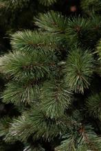 2dekans | Triumph Tree Camden Kunstkerstboom - H215 x Ø142, Diversen, Kerst, Ophalen of Verzenden, Zo goed als nieuw