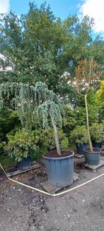 Cedrus Atlantica glauca Pendula treurceder, Tuin en Terras, Planten | Bomen, Ophalen
