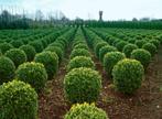 Palmboompje Buxus Sempervirens Bol 20-30 Kluit, Tuin en Terras, Planten | Struiken en Hagen