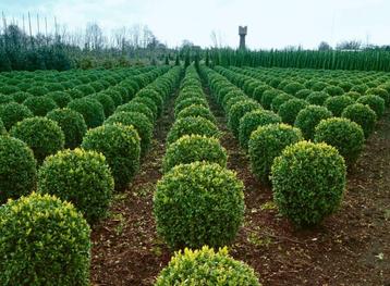 Buksbomen / Buxusbol 20-30 cm beschikbaar voor biedingen