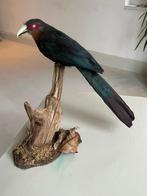 Chestnut-breasted malkoha Taxidermie volledige montage -, Nieuw