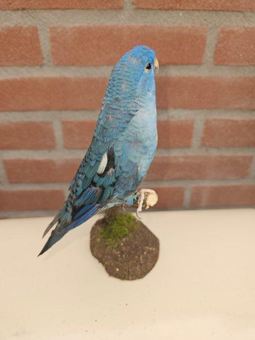 Eigenkweek Catarina parkiet turquoise Taxidermie volledige, Verzamelen, Dierenverzamelingen