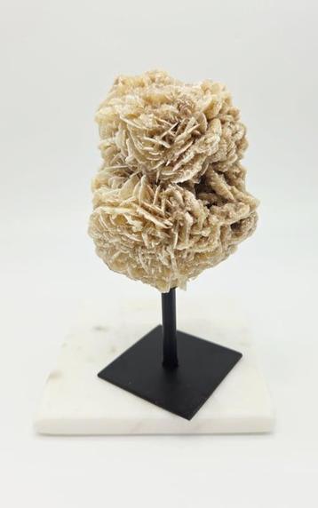 Woestijnroos op standaard (zie filmpje) beschikbaar voor biedingen