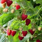 Fruitbomen | Direct vanuit eigen kwekerij | BETUWEBOMEN, In pot, Overige soorten