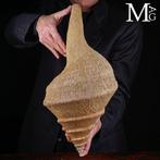 Zeer zeldzaam in deze maat met volledige periostracum 476, Nieuw