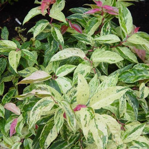 Leucothoe walteri Rainbow - 20-30 cm, Tuin en Terras, Planten | Tuinplanten, Ophalen of Verzenden