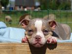 Old English Bulldog pups! | Mogen mee! | Hartelijk Welkom., Parvo, Nederland, 8 tot 15 weken, Bulldog
