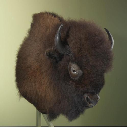 Amerikaanse Bizon Taxidermie Opgezette Dieren By Max, Verzamelen, Dierenverzamelingen, Opgezet dier, Nieuw, Wild dier, Ophalen of Verzenden