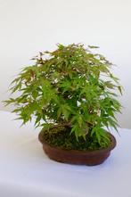 esdoorn - Hoogte (boom): 20 cm - Diepte (boom): 5 cm - Japan, Antiek en Kunst, Curiosa en Brocante