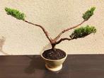 Jeneverbes bonsai (Juniperus) - Hoogte (boom): 32 cm -, Antiek en Kunst, Kunst | Schilderijen | Klassiek