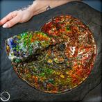 Heel mooie natuurlijke opalerende ammoniet met zeldzame, Verzamelen, Mineralen en Fossielen