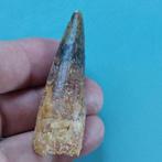 Dinosaurus - Fossiele tand - Spinosaurus aegyptiacus Zahn -