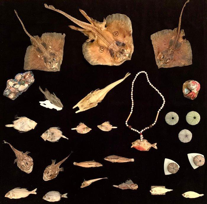 Ongebruikelijke partij diepezee-vissen Taxidermie volledige, Verzamelen, Dierenverzamelingen
