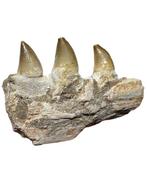 Mosasaurus - Fossiele tand - Mosasaurio (Zonder