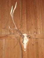 Edelhert Schedel - Cervus elaphus - 120 cm - 30 cm - 55 cm-, Verzamelen, Dierenverzamelingen, Nieuw