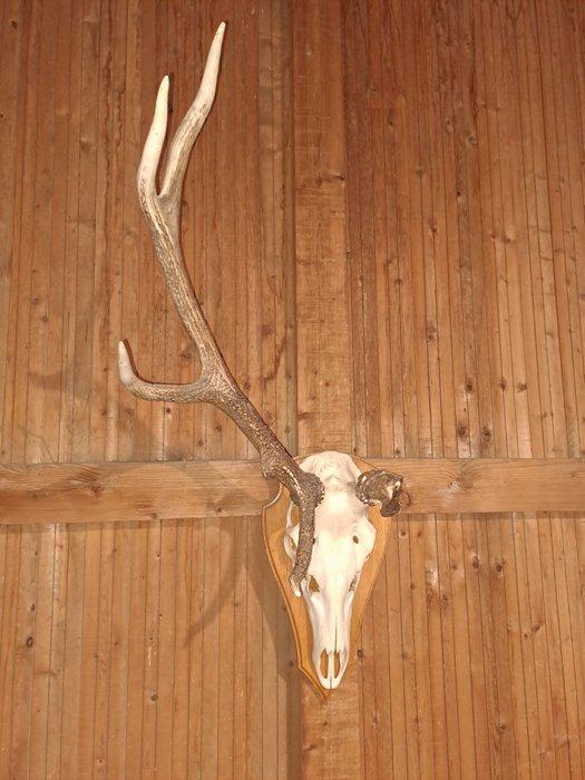 Edelhert Schedel - Cervus elaphus - 120 cm - 30 cm - 55 cm-, Verzamelen, Dierenverzamelingen