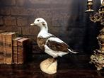 Gemonteerde langstaart eend Taxidermie volledige montage -, Nieuw