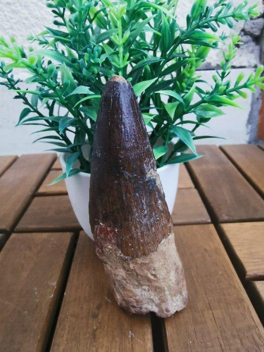 Spinosaurus - Fossiele tand - 10.8 cm (Zonder minimumprijs), Verzamelen, Mineralen en Fossielen