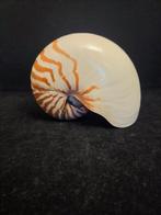 Nautiloidea Zeeschelp - M-897 NAUTILUS POMPILIUS (Zonder, Verzamelen, Nieuw