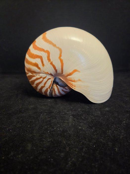 Nautiloidea Zeeschelp - M-897 NAUTILUS POMPILIUS (Zonder, Verzamelen, Dierenverzamelingen