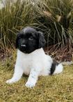 mooie raszuivere friese stabij pups (ouders stamboom)