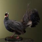 Blauwe Oorfazant Taxidermie Opgezette Dieren By Max, Ophalen of Verzenden, Nieuw, Vogel, Opgezet dier