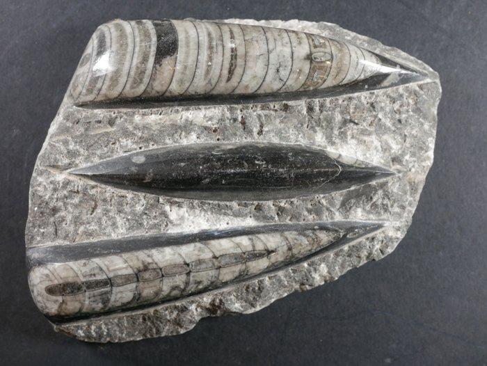 Orthoceras - Gefossiliseerd dier - 13 cm (Zonder, Verzamelen, Mineralen en Fossielen