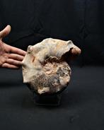 Ammoniet - Fossiel rugschild - Mamites nodosoides, Verzamelen, Mineralen en Fossielen