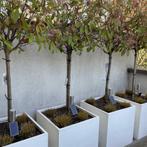 Solar tuinspots met grondspies Accent – Voordeelset van 3