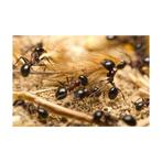 Mierenfamilie L met 15-20 werksters