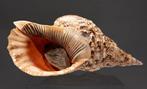 Uniek stuk van een verzamelobject  Tritonshorn met, Nieuw