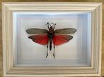 Sprinkhaan Taxidermie volledige montage - Sauterelle, Nieuw